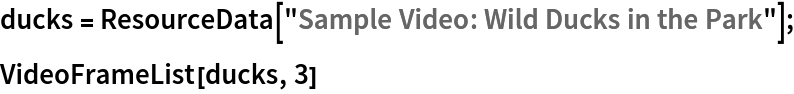 ducks = ResourceData["Sample Video: Wild Ducks in the Park"];
VideoFrameList[ducks, 3]